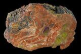 Colorful, Polished Petrified Wood Section - Arizona #136189-1